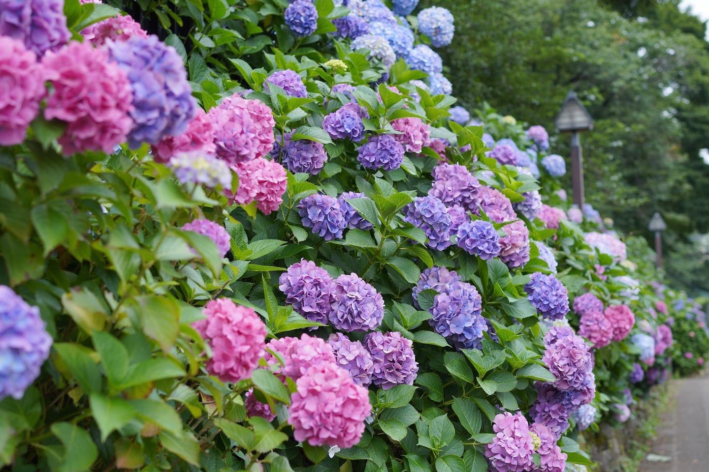 みけらぶ Mikelove0mie Twitter