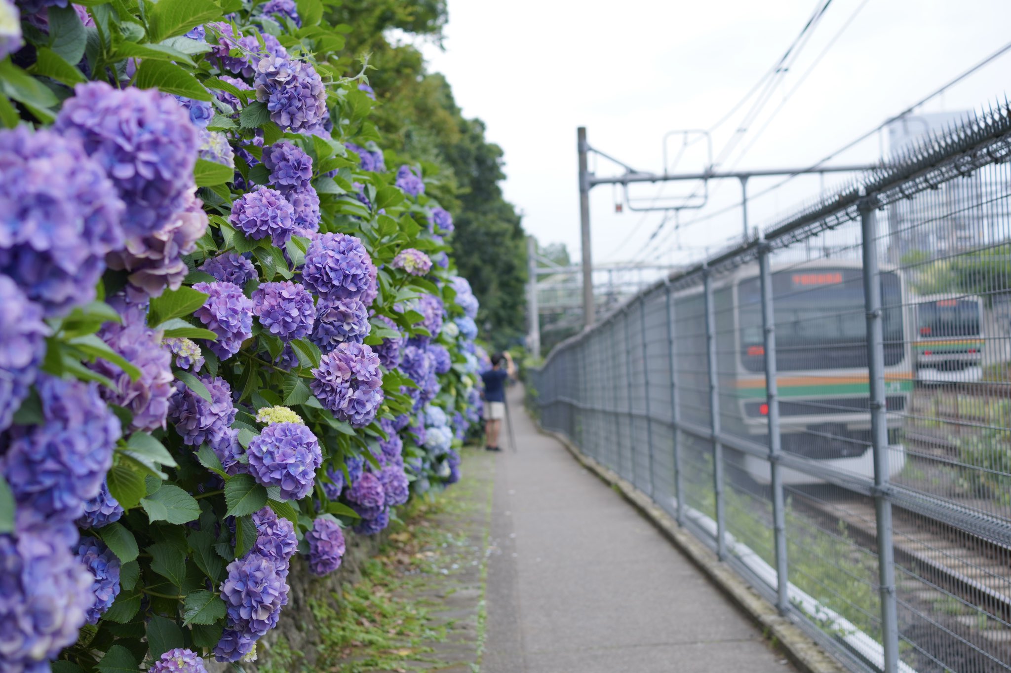 みけらぶ Mikelove0mie Twitter