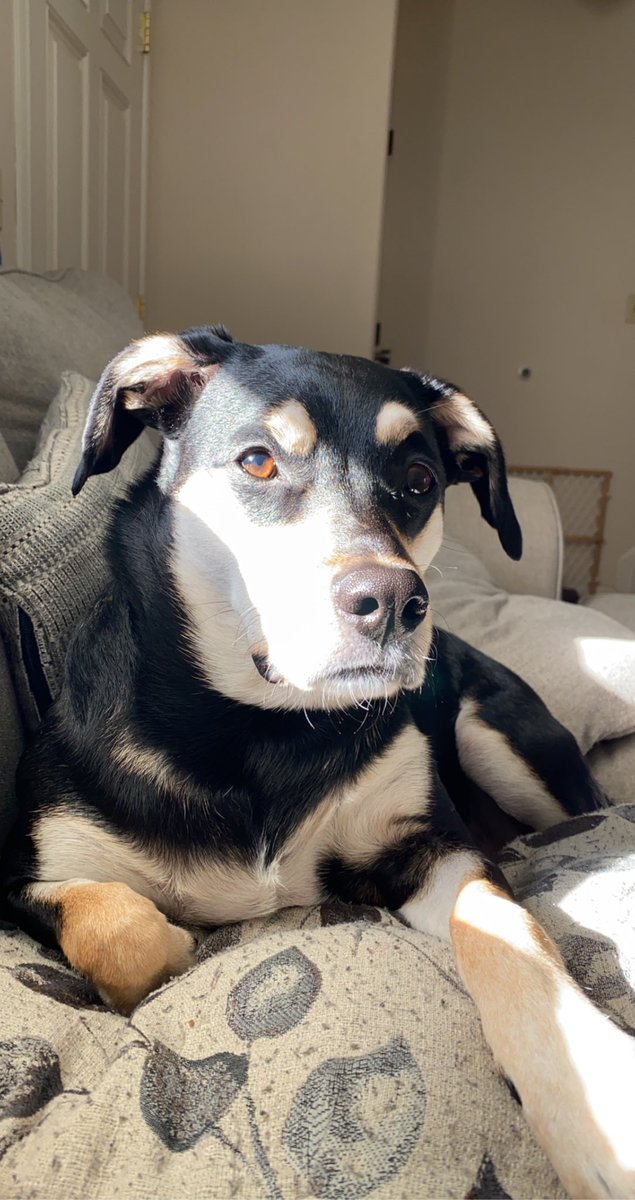 CommanderNaya's tweet photo. @ChristenPress #dogsforchristen π«ΆπΌπ§‘ https://t.co/zhEoK1uEcz