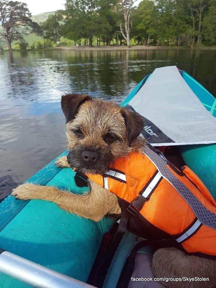 HunnyJax's tweet photo. #scotland #btposse
Have you recently been offered a young #BorderTerrier ?
Seen her PINK COLLAR ?
Has anyone recently acquired a dog like Skye?
She has limited sight, Depends on her Mum & Needs to be homeπ’
Plz Contact Group admin or 101 with ANY INFO
https://t.co/kKjxiGcmEQ https://t.co/NXXGCJzozH