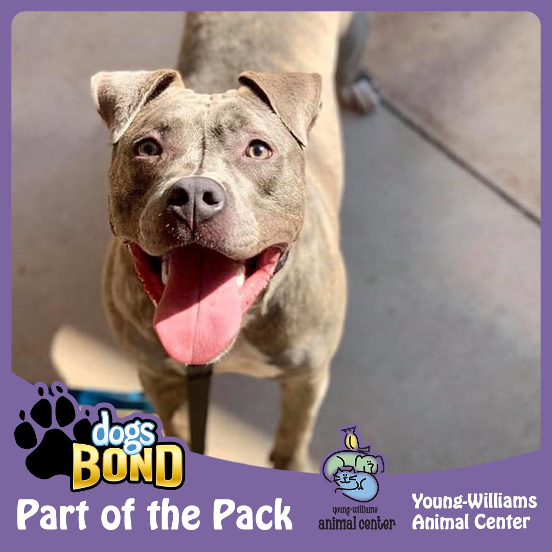 DogsBONDgame's tweet photo. When I first thought of #DogsBONDgame, it was important to engage and help rescues. We're infusing the story with play, wit, joy, and hope. -Alex

Big #TongueOutThursday #thanks to our #Rescue #Partners choosing to #adopt us! @YWACpets @PitofOurSouls @ThePawBrigadeFW@loveabul https://t.co/c8wjezCsOe