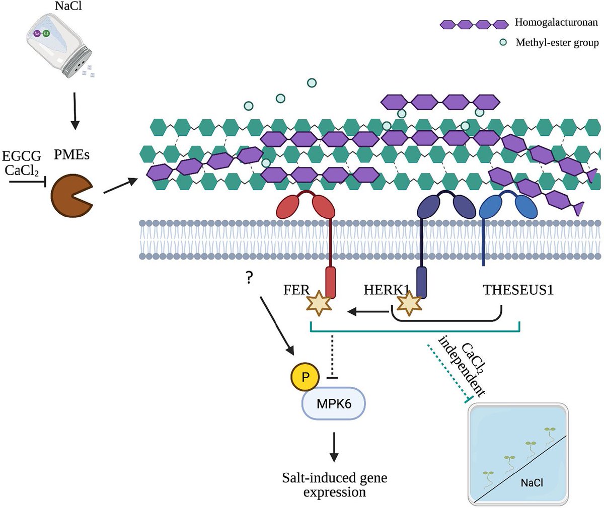 Development (@dev_journal) on Twitter photo Arabidopsis root responses to salinity depend on pectin modification and cell wall sensing
An Open Access Research Article from Nora Gigli-Bisceglia, <a href="/TesterinkC/">Christa Testerink</a> and colleagues
journals.biologists.com/dev/article/14… Arabidopsis root responses to salinity depend on pectin modification and cell wall sensing
An Open Access Research Article from Nora Gigli-Bisceglia, <a href="/TesterinkC/">Christa Testerink</a> and colleagues
journals.biologists.com/dev/article/14…