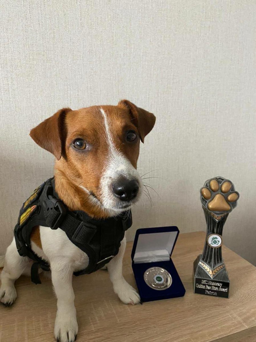 nexta_tv's tweet photo. Dog Patron received the "Golden Paw" Award from the Kennel Club of #Ireland. https://t.co/cU4sJGk5yn
