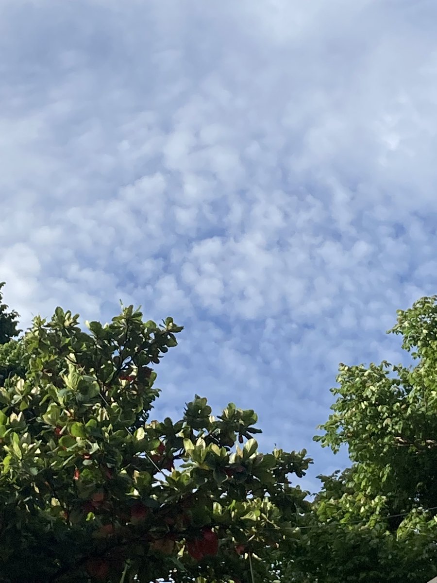 MsMayaSharma's tweet photo. And then some gentle late afternoon sunshine…

#Bengaluru https://t.co/JPfIEUkwf8