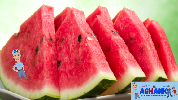 AgHank_1's tweet photo. Is Watermelon A Fruit Or A Vegetable?

For years people have debated whether watermelon is a fruit or a vegetable. Decide for yourself based on the facts below

https://t.co/Xh6ZcjcyQj

@beef2live #watermelons #fruits #veggies https://t.co/l9Rxhrc9ep