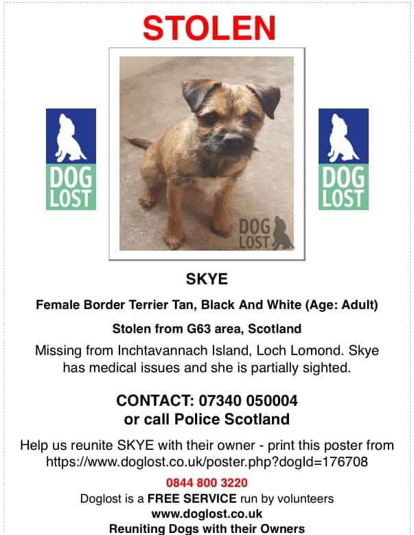 HunnyJax's tweet photo. #scotland #btposse
Have you recently been offered a young #BorderTerrier ?
Seen her PINK COLLAR ?
Has anyone recently acquired a dog like Skye?
She has limited sight, Depends on her Mum & Needs to be homeπ’
Plz Contact Group admin or 101 with ANY INFO
https://t.co/kKjxiGcmEQ https://t.co/NXXGCJzozH