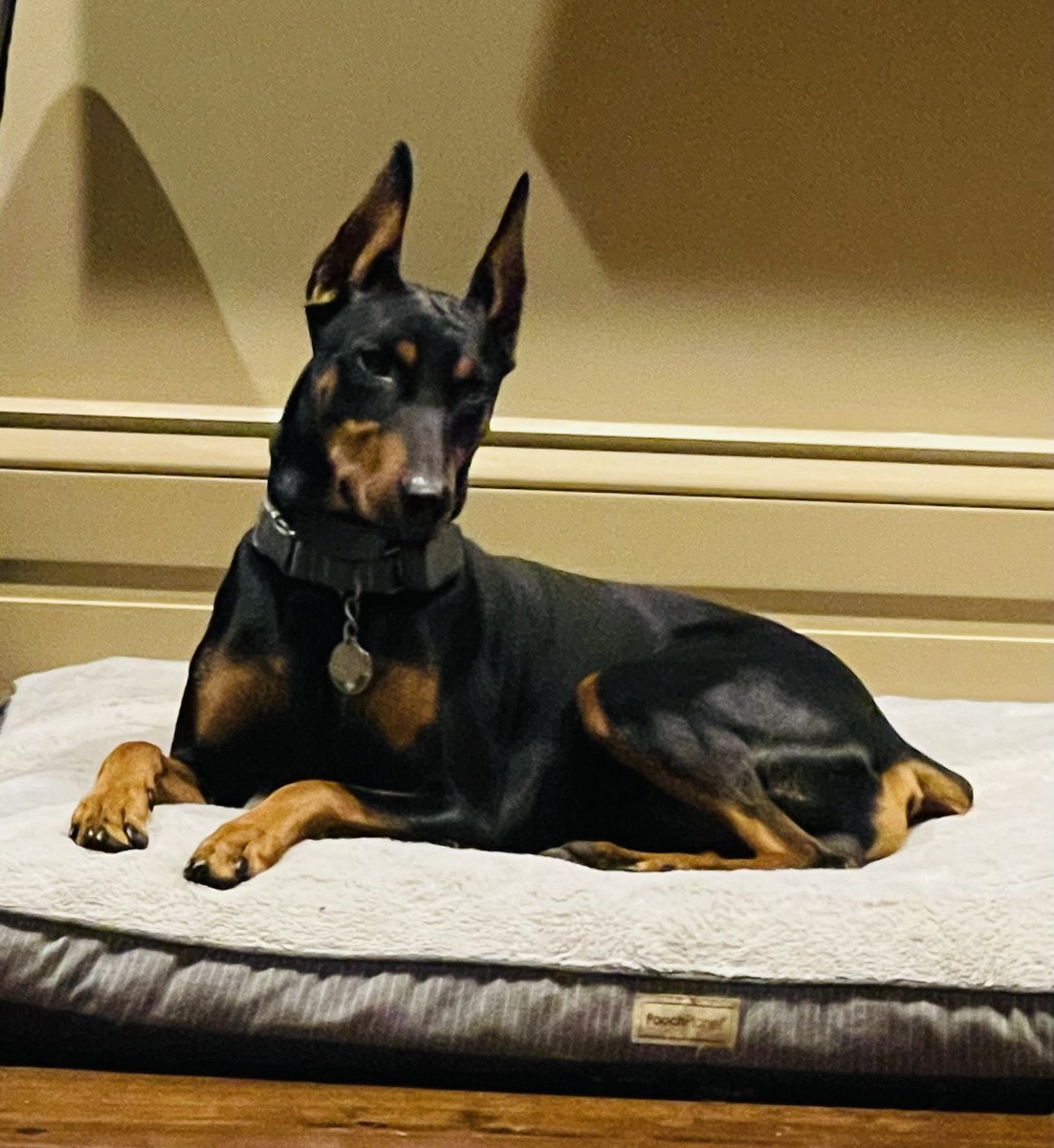 tmb2118's tweet photo. Maximilian just chillin. Such a good boy! #BestAtHomeContest https://t.co/acmU0IpTkx