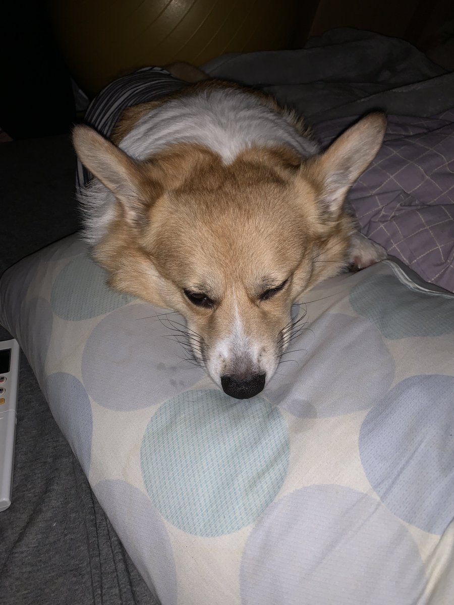 KAORIX17's tweet photo. お眠らしい💤
#コーギー #コーギーのいる暮らし https://t.co/4caagJIngp