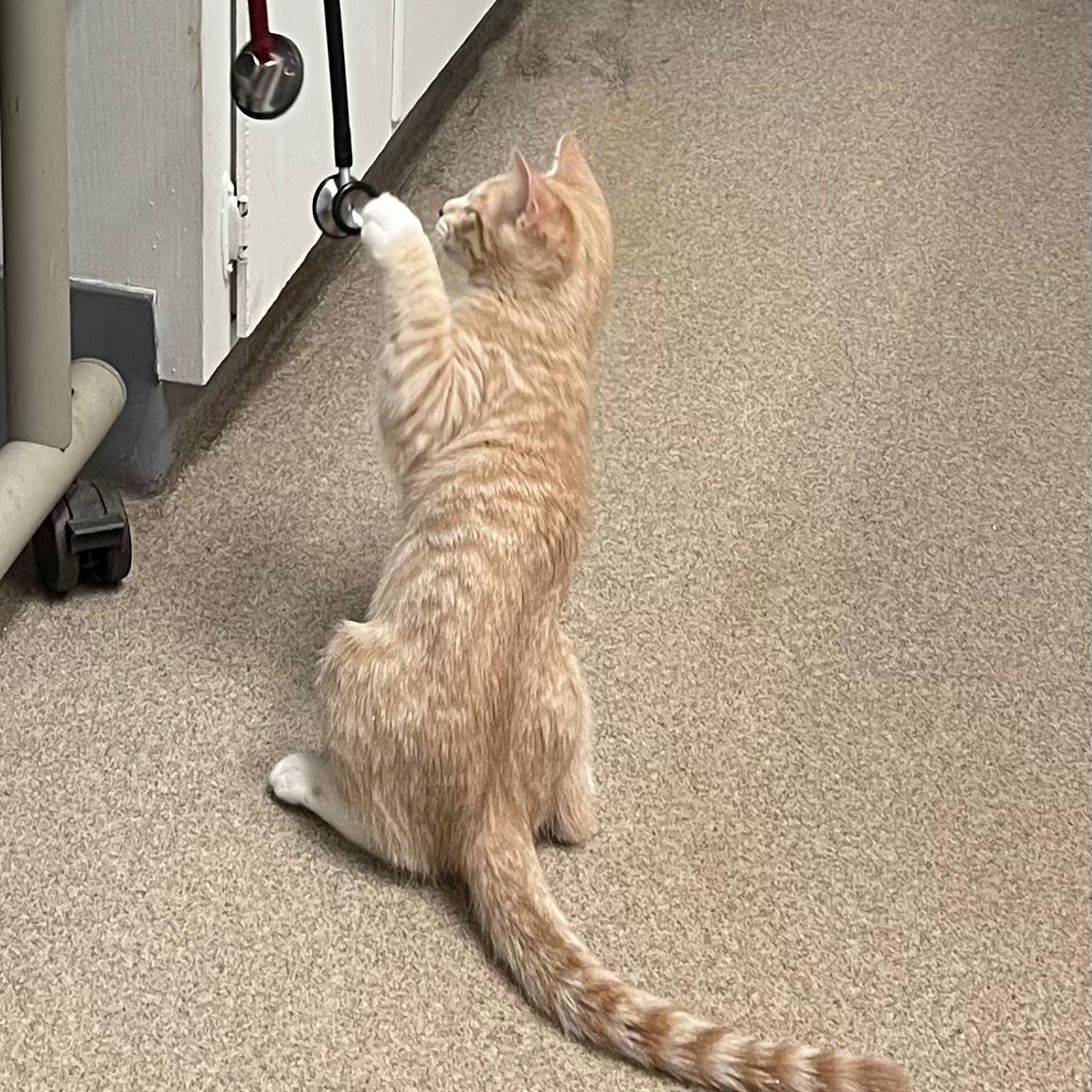 AnimalVillageNM's tweet image. #playingdoctor 🩺 Funniest vet check in history yesterday when Montana at Ruidoso Animal Clinic let all the kittens ( 5 being examined ) run around the room LOL‼️ Equinox was fascinated with the stethoscope😂😂😂 #kittensplaying #kittens