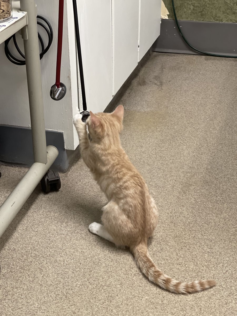 AnimalVillageNM's tweet image. #playingdoctor 🩺 Funniest vet check in history yesterday when Montana at Ruidoso Animal Clinic let all the kittens ( 5 being examined ) run around the room LOL‼️ Equinox was fascinated with the stethoscope😂😂😂 #kittensplaying #kittens