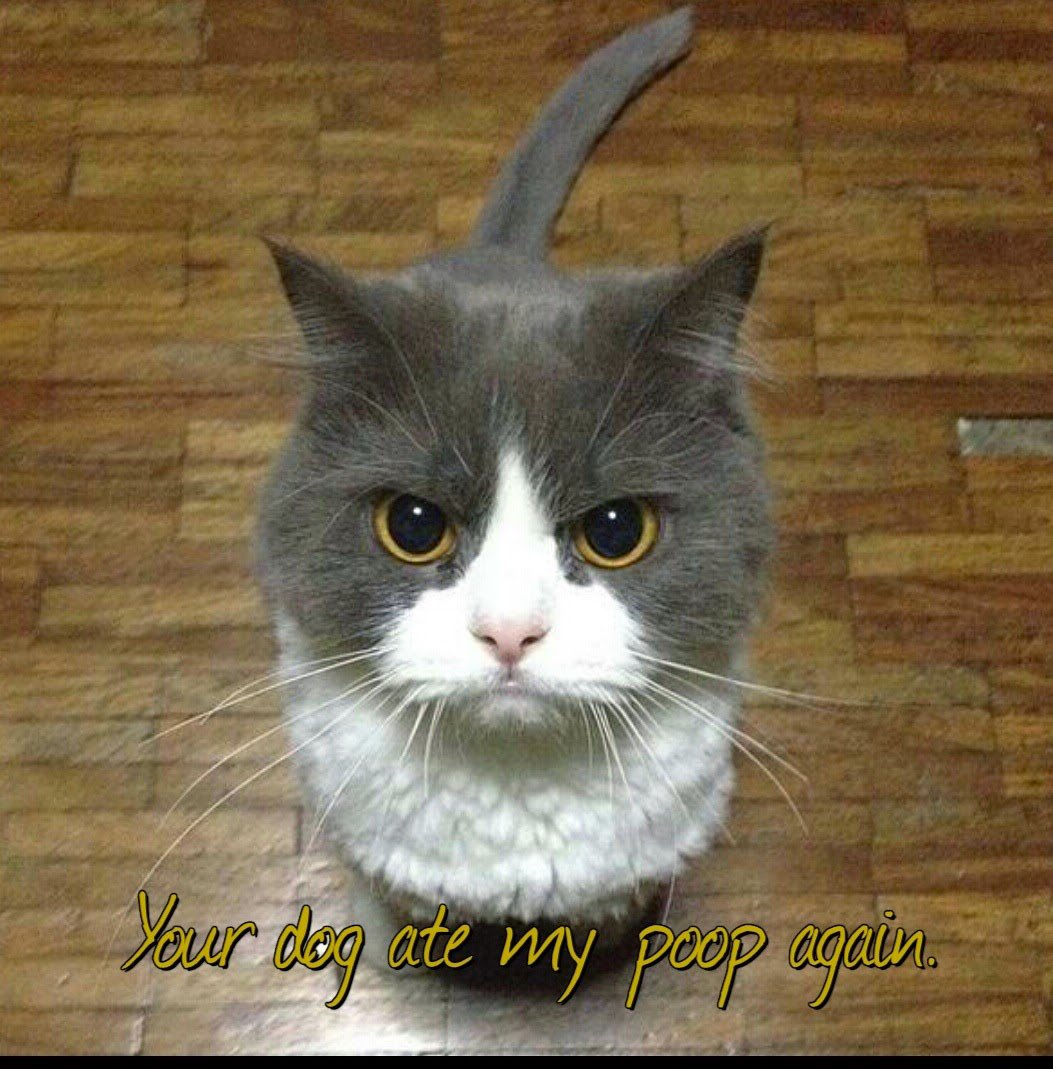 lynnthom3366's tweet photo. #cats #WednesdayCats https://t.co/g92d39fJuj