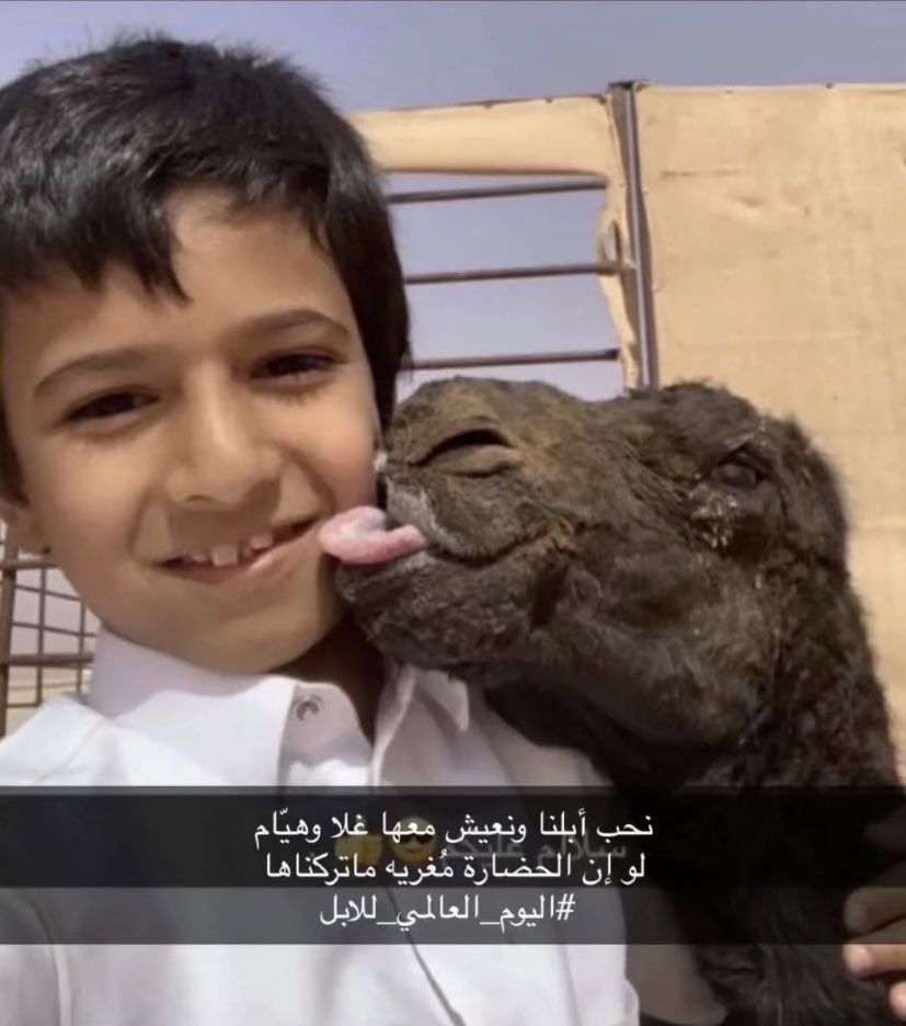 jnuii7's tweet photo. ما جرب غلا سود عليها الكحل مكتوت
علي الحرام ان شوفها من مرابحنا
#اليوم_العالمي_للإبل https://t.co/JrCxEmysHv