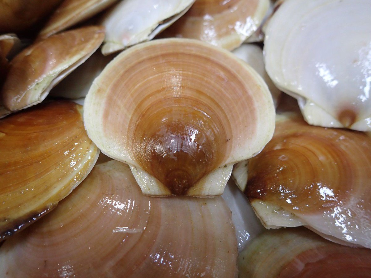 NOAAFish_NEFSC's tweet photo. .@NOAAFisheries seeks public input on draft 2022-2024 Climate Regional Action Plans. These plans help put Fisheries’ #ClimateScience Strategy objectives into action. Deadline to provide input: 7/29. Info: https://t.co/jgZ9Qh57NV. #NEFSCClimateScience https://t.co/QxSgzFbbkr