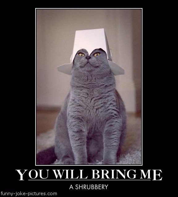 lynnthom3366's tweet photo. #MontyPythonCats #Cats https://t.co/6XSGXVnYhm