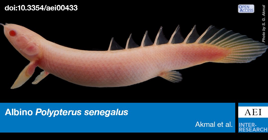 Unregulated culture of the increasingly popular ornamental fish Polypterus senegalus in Indonesia increases the threat of establishment and spread of this predatory fish. Likely established populations have been found in Indonesian waters.
bit.ly/aei_14_127