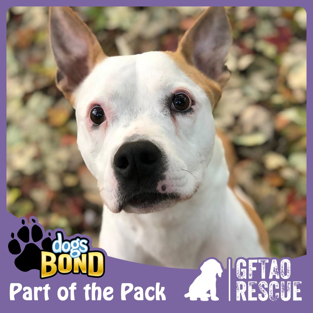 DogsBONDgame's tweet photo. I hope all our #Partner #Rescues will get a lot more recognition through their participation in bringing this boardgame to life. We want to be the boardgame of all dog people worldwide! ~Alex

@Dogs2ndChance @DogsDestiny @GuardiansFTAOh @aquatic_r https://t.co/5RpEBOorip