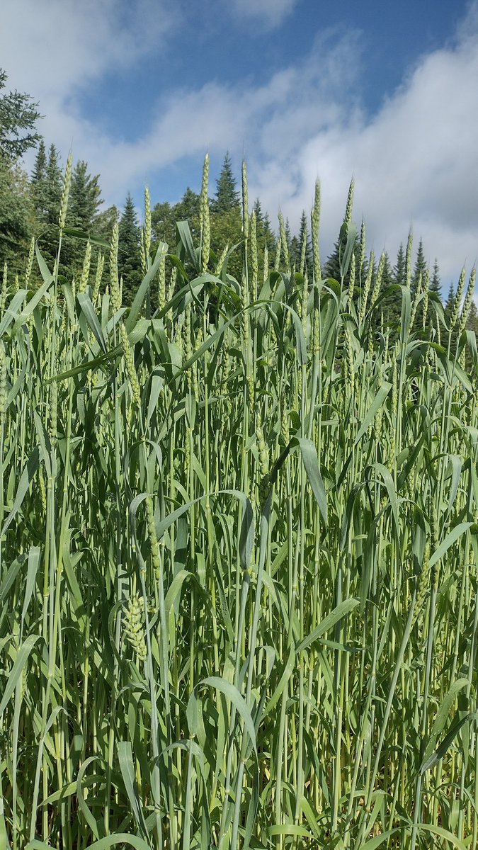 chrishallweaver's tweet image. Know what else is popping?  My wheat!