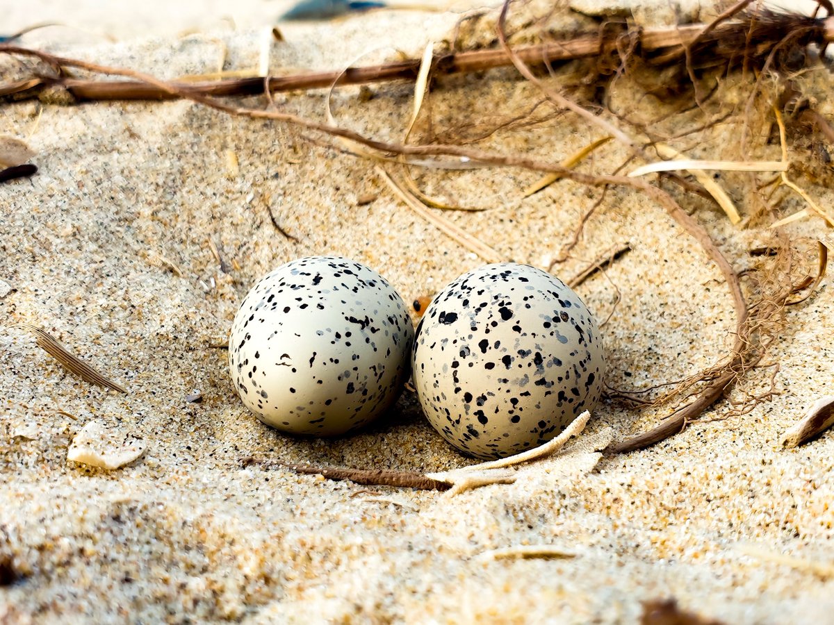 TownofNantucket's tweet photo. Due to presence of State &amp; Federally protected species &amp; to maintain compliance w/State &amp; Federal Guidelines Beach Vehicle Access #47 is closed. Access still open to 🚶 &amp; we ask for any beach goer to remain outside symbolic fencing &amp; to keep 🦮 leashed. https://t.co/bDzL0UvyUG