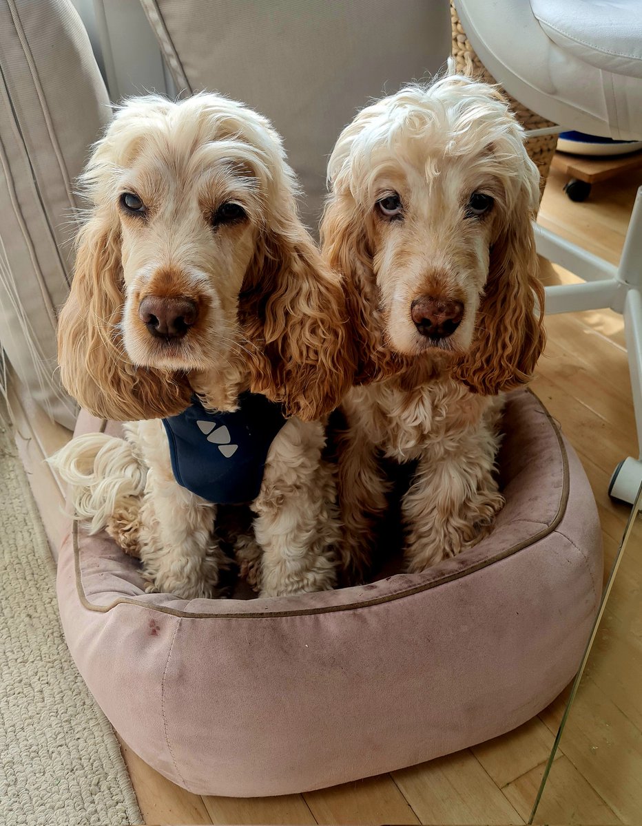 mediamacaque's tweet photo. My #cockerspaniel sisters Blossom and Toastie can't decide today who should have the comfiest basket! #doggy #dogsoftwitter #cockers #Spanielpup #spanielsoftwitter @cockerpuppy @_CockerSpaniels @dog_rates @Spaniels_Rule @dog_rates #hound #puppies #puppy love https://t.co/nsdhG1wCtu