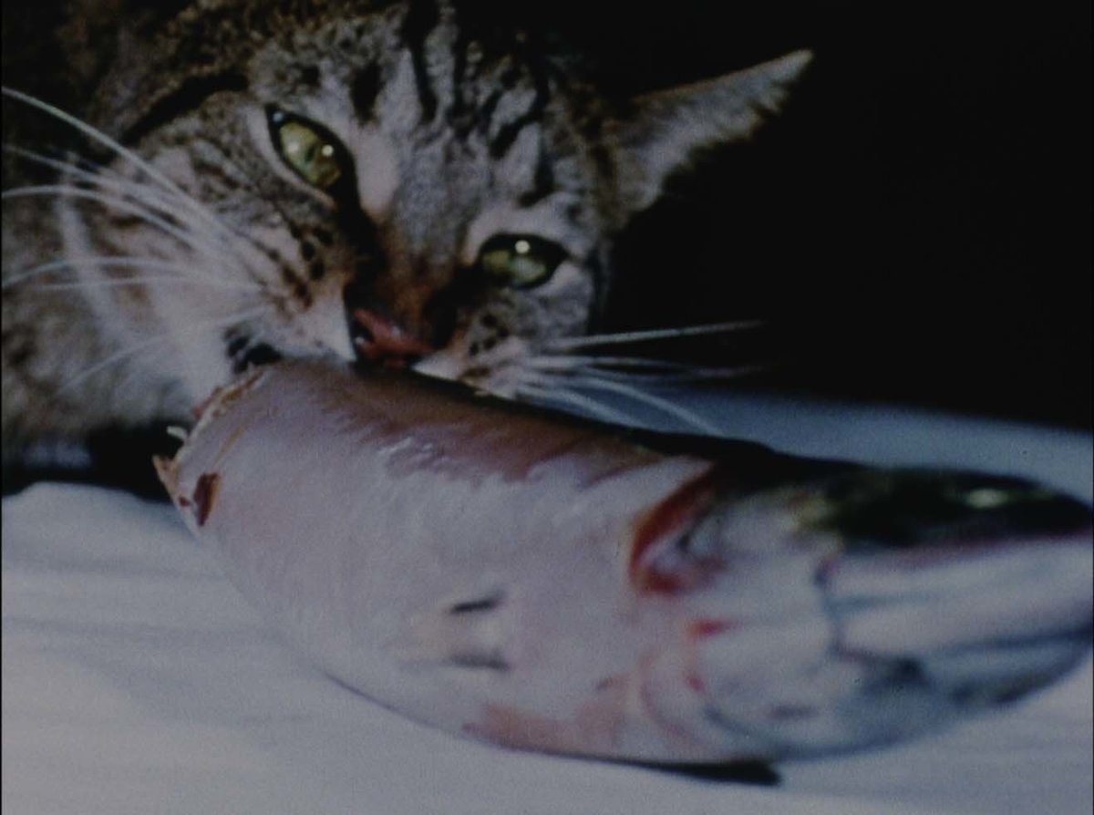 Neilluck's tweet photo. Just going through the striking selection of short films @hnri_archive are collating for SUPER ABSENCE next week @iklectikartlab 
Disappearances, ghosts, consumption, 0-views, the full negative gamut.

Wednesday June 29th!
(also much music) https://t.co/Urrg8LbgFk