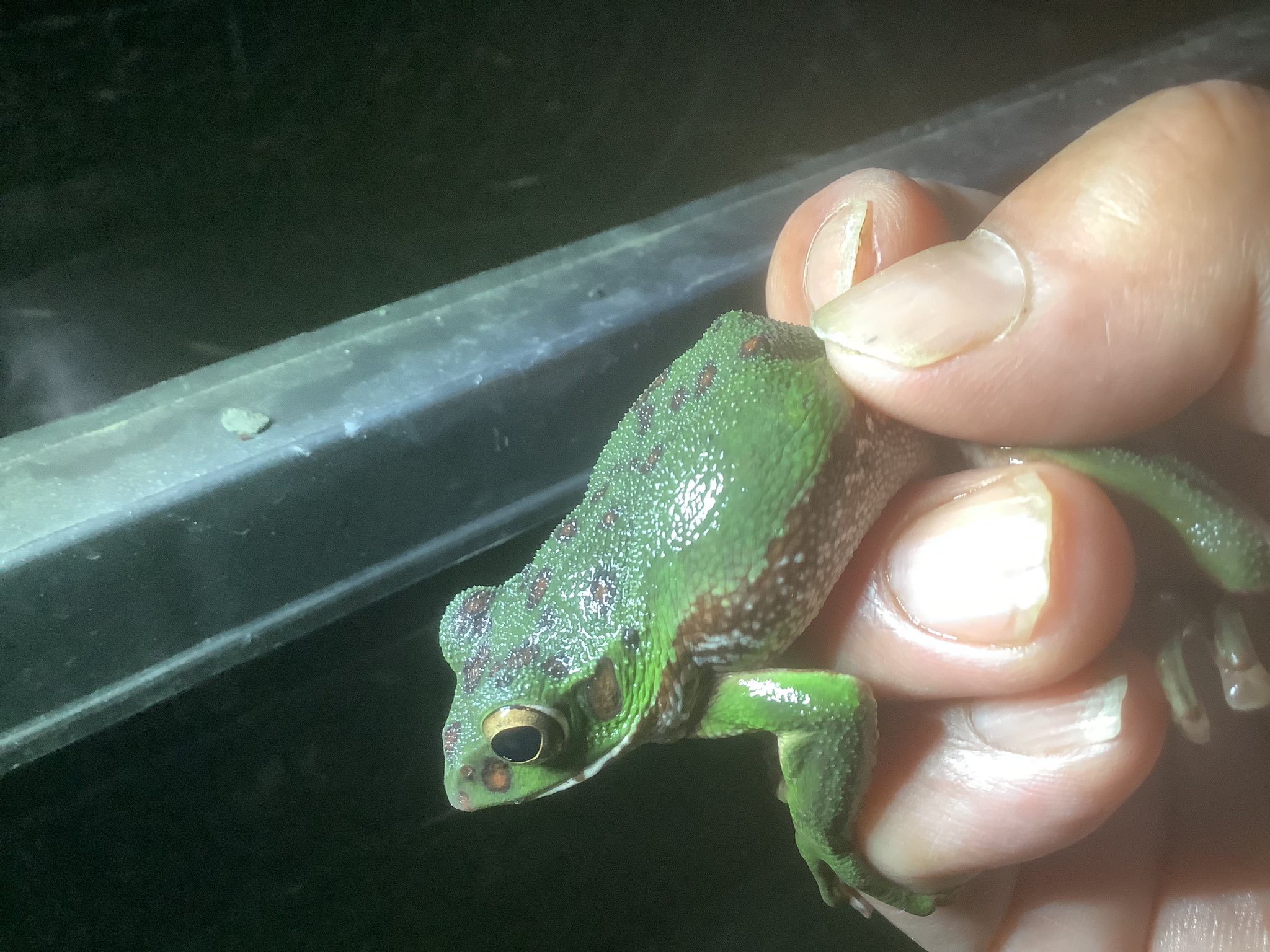 あざみめだか Azamimedaka Twitter