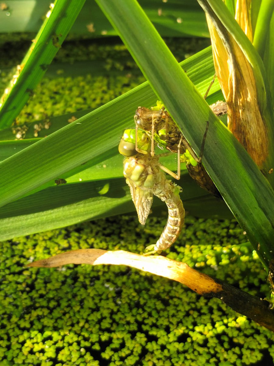 EmmaPonsford's tweet photo. Look @Kate_Bradbury @BBCSpringwatch . My tadpole devouring dragonfly nymphs are metamorphasising (not a word?). Amazing!! https://t.co/AhvOQf9q6p