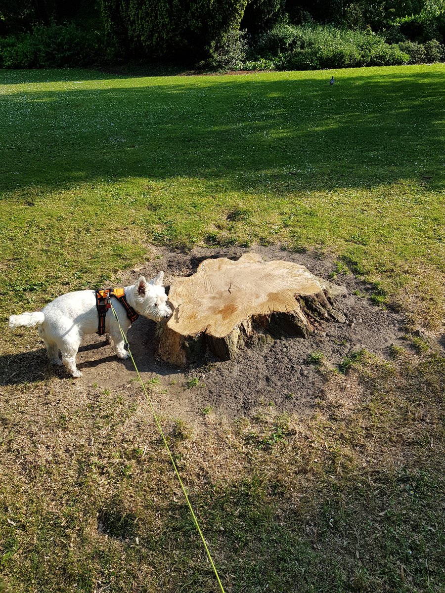 Bluemoon_Chris's tweet photo. Radley wondering where the tree gone @wolvesparkies #westiesofwestpark https://t.co/hiIRW7IRRN