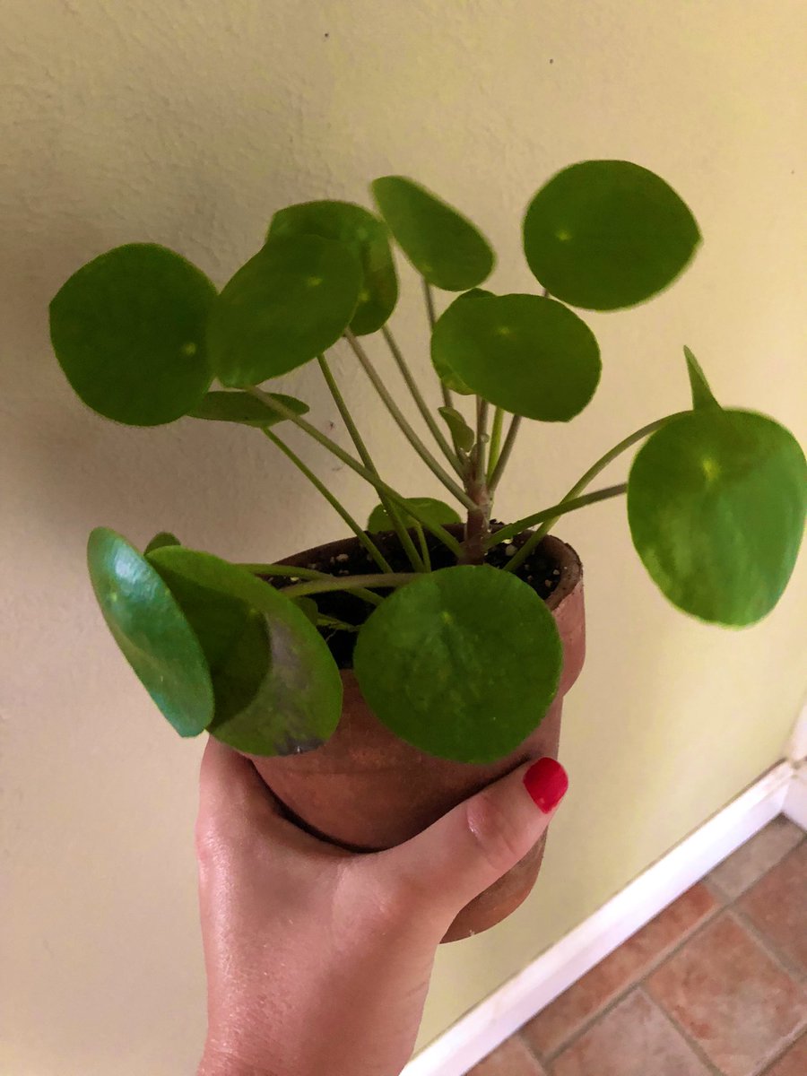 I think it would be cool to create a community page for all the people I’ve shared a “friendship plant” with…just so I can watch the generations of my mother plant grow and be shared with others 🌱