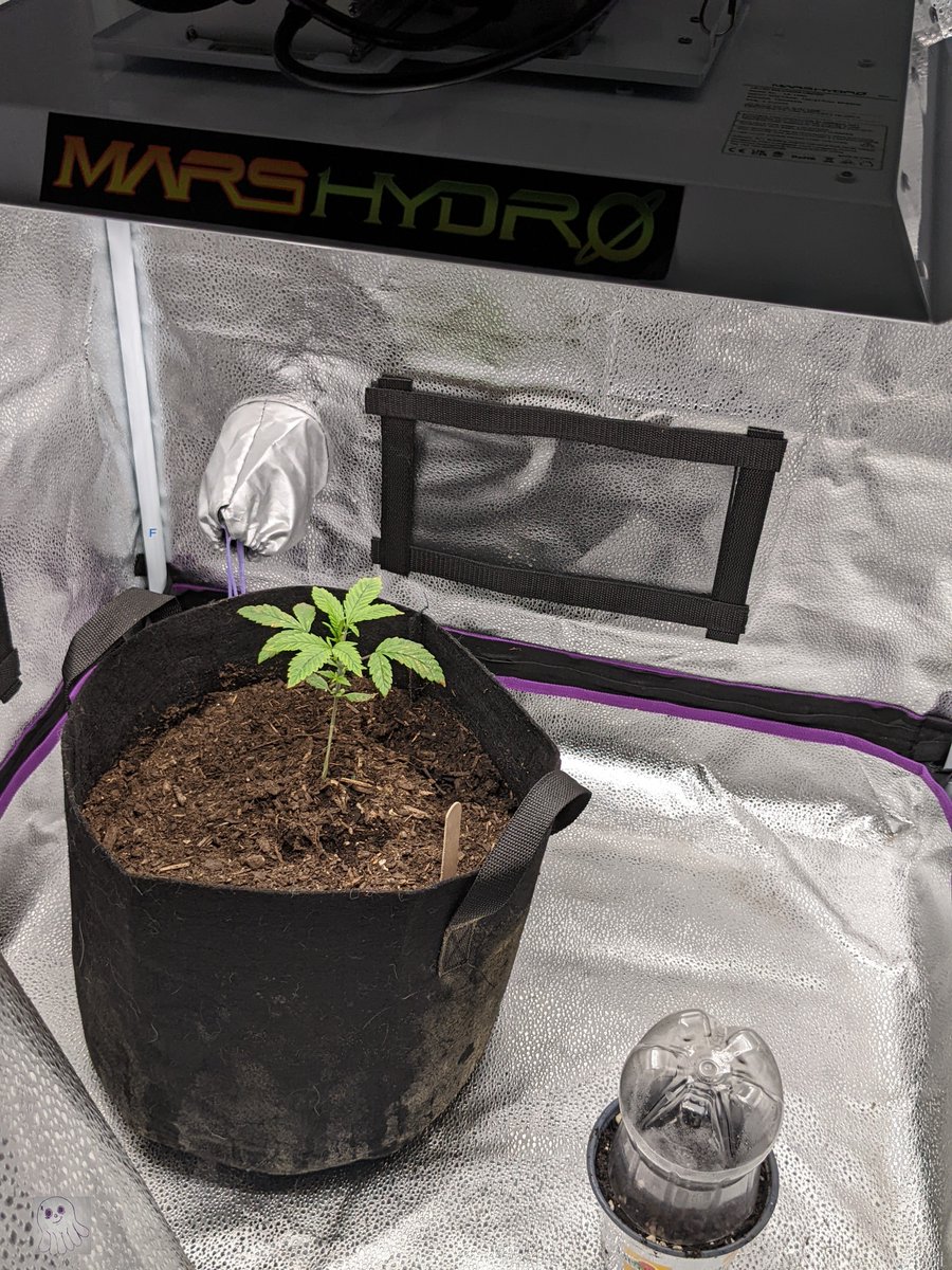 StonedOcto's tweet photo. I don't know what I expected! Had to turn my #marshydrots1000 down for this little 🌱 because that light is POWERFUL. Consider me impressed so far, y'all.
My #IrvineArmy Purple Gorilla lvl 1 Tester was not happy with me but we worked it out, see? 
🥰😝💚
#GYO #cannabis #marshydro https://t.co/80VYgnfn8V
