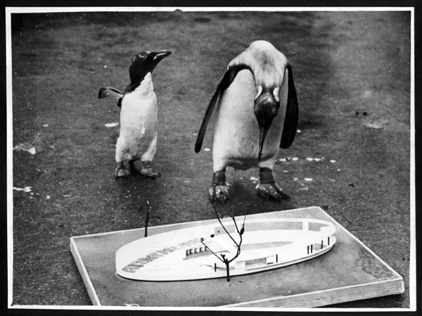 Penguins inspecting the model 🐧
