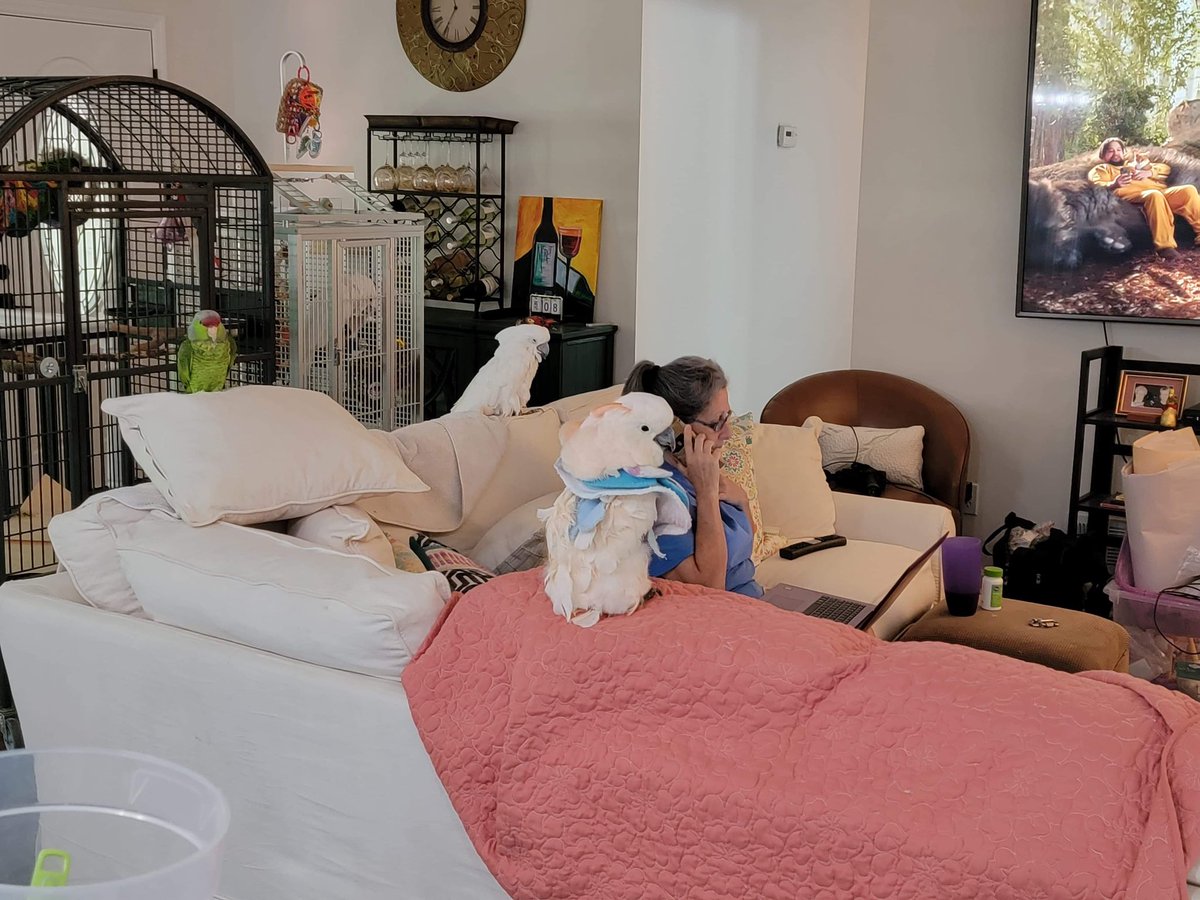 chanel_her's tweet photo. Sorry I’ve been MIA, it’s been crazy at Papayago Rescue House. Our AC broke so we had to evacuate, all 149 birds! A bunch of us stayed at my friend, Pam’s, house &amp; many were houseguests of our volunteers. Summer camp 😆 We’re all back now with nice, cool AC. #woohoo #staycation https://t.co/X4FgUmUHBZ