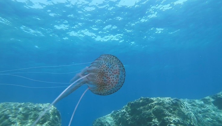 be_poisoncentre's tweet photo. Collega @Ely_Bek maakte onlangs deze prachtige foto van een parelkwal (Pelagia noctiluca) in de Middellandse Zee. Gewaagde vakantiefoto ook, want een contact met de parelkwal is pijnlijk.
👉https://t.co/DLcB5wDylE
#antigifcentrum #zomer #vakantie #werkenbijantigifcentrum ❤️💚 https://t.co/QWeV9tiZLq