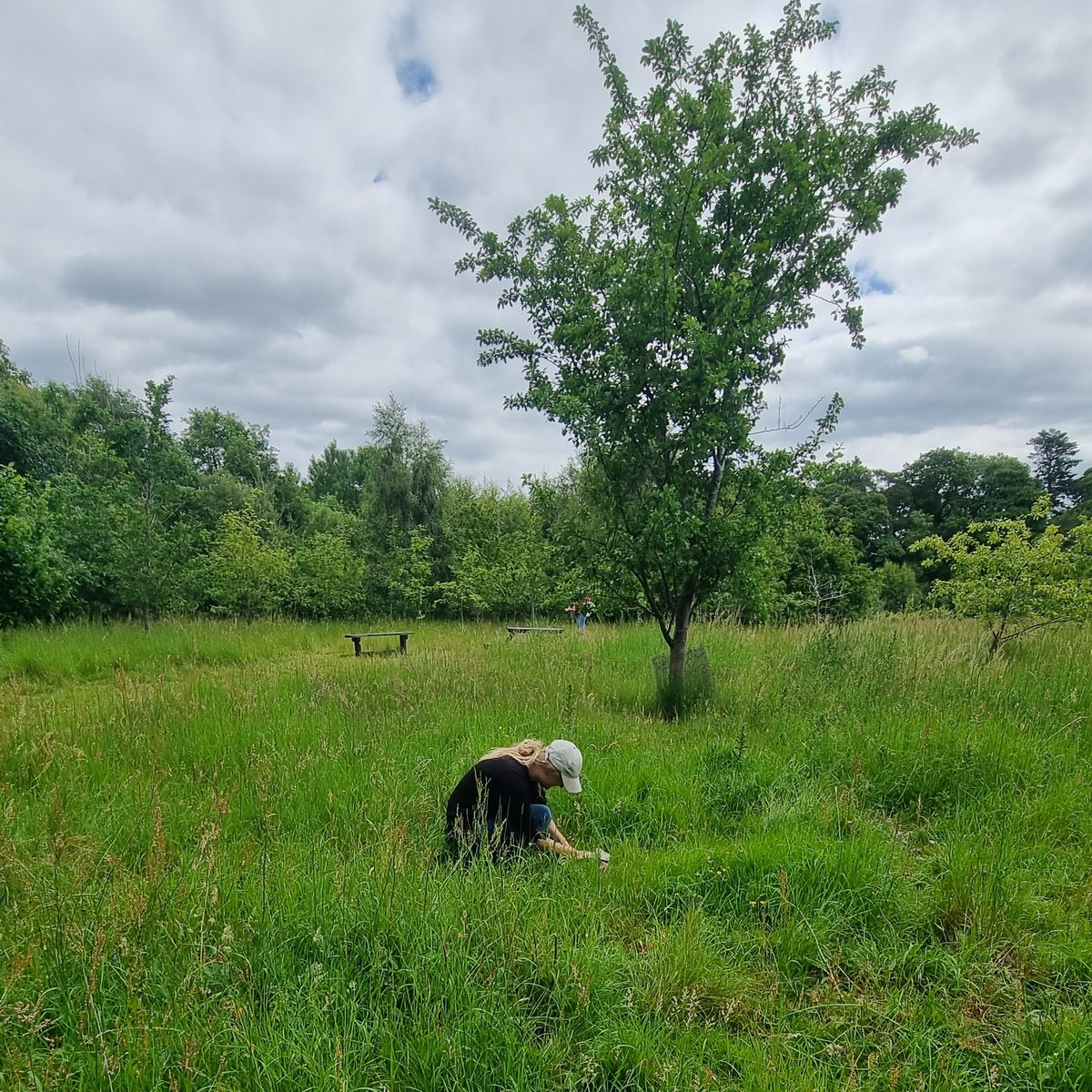 BFTWildlife's tweet photo. Bug hunting at #Darnick today carrying out our annual #invertebrate survey
@30DaysWild #wildlife #nature @BordersForest @wildlife_info @BuglifeScotland @EdEntClub #MothsMatter #teammoth #beetles #sawflies #plantbugs #diptera https://t.co/D1JdrDXgCB