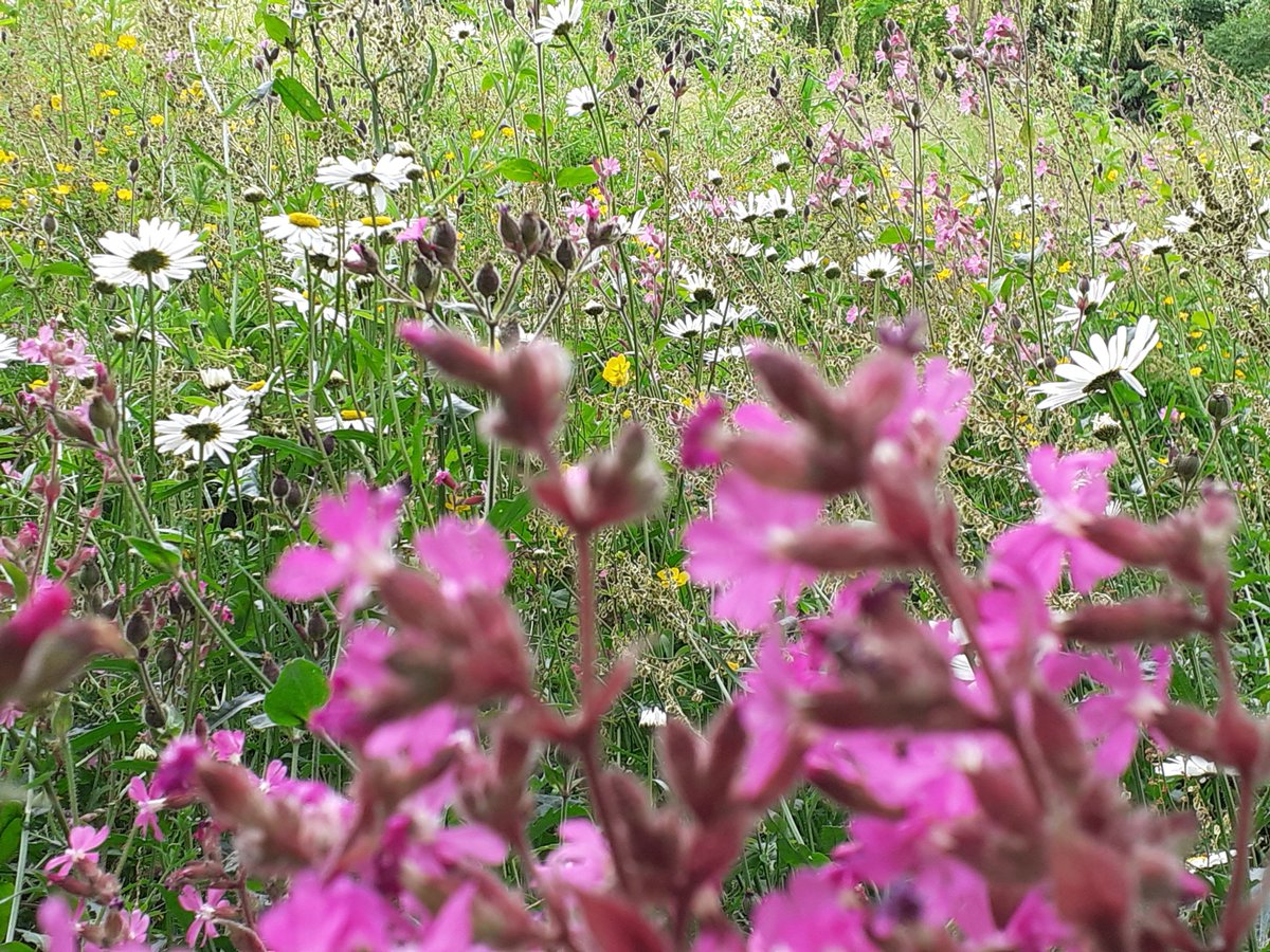 📸Wildflowers at Lostock Park

The wildflower meadow at Lostock Park is an essential part of biodiversity improvement. This space provides an important feeding ground for pollinators like bees! 🐝

Read more about #WildingTrafford here: bit.ly/2NVd9x3