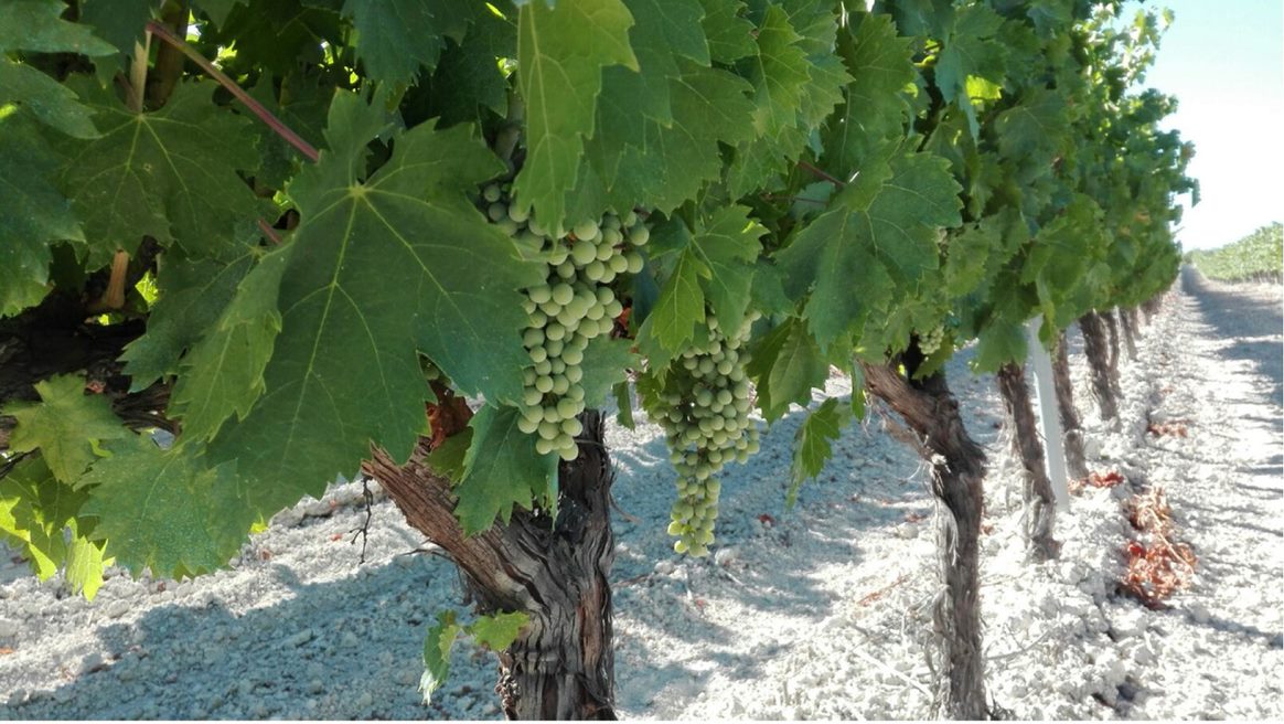 Se dice que los andaluces 💚 le dieron el nombre de un soldado de los tercios de Flandes que la trajo de la zona del 📍 Rhin. 

Este soldado se llamaba Peter Siemens y de Peter pasó a ser Pedro, y de Siemens a Ximénez.

Pero... ¡sólo son habladurías! 😉#uvapedroximenez