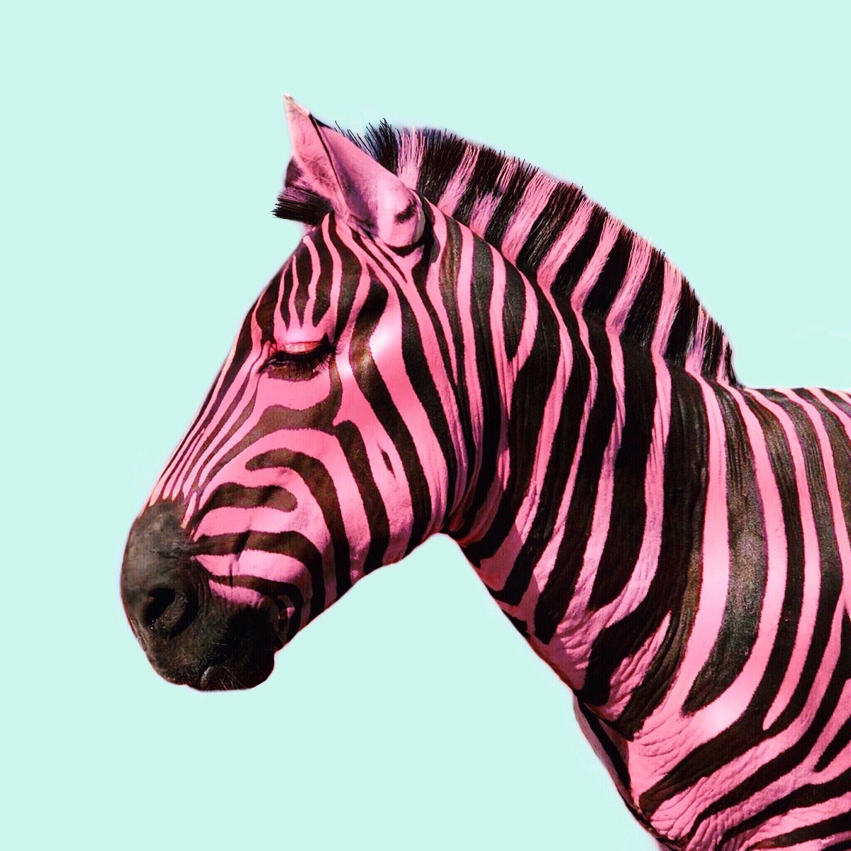 Pride Icons tweet media