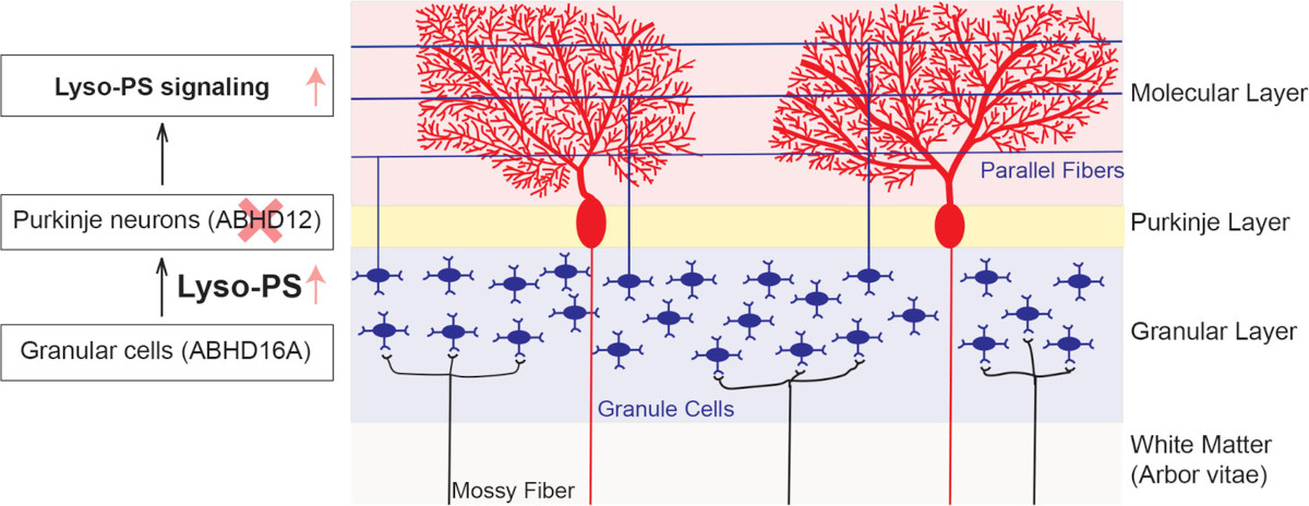 Biochemistry (@biochemistryacs) on Twitter photo Deregulated #lipid #metabolism leads to the human neurological disorder PHARC. Singh, Joshi & Kamat <a href="/IISERPune/">IISER Pune</a> map the locations of the lipases that make and degrade lyso-PS, finding them in distinct regions that link to disease mechanisms.
pubs.acs.org/doi/full/10.10…
#neuro
#tbt Deregulated #lipid #metabolism leads to the human neurological disorder PHARC. Singh, Joshi & Kamat <a href="/IISERPune/">IISER Pune</a> map the locations of the lipases that make and degrade lyso-PS, finding them in distinct regions that link to disease mechanisms.
pubs.acs.org/doi/full/10.10…
#neuro
#tbt