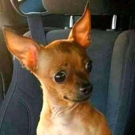 MMpnice's tweet photo. this monkeypox started in Northern countries where mostly Homophobia is a norm… hence they pinned this on gay men…. haibo #monkeypox https://t.co/6OOQYBO4Io