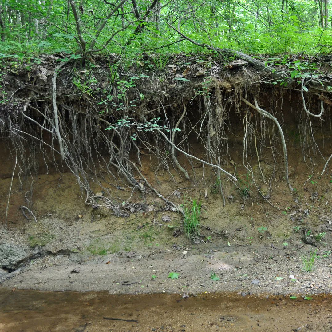west_creek's tweet photo. Streambank erosion occurs when the banks of rivers or streams are slowly degraded due to high streamflow, often after a heavy rain. It is a naturally occurring process, but human-made alterations such as construction and development can accelerate it.
#erosion #streamhealth https://t.co/eF4yXGZYsS