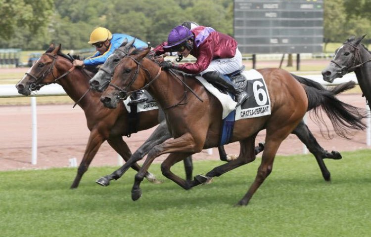 normandiebreed1's tweet photo. Very proud 💫 of our 2yo TroisPointHuit (Recorder) @sumbe_fr who score🏆 in a maiden at Chateaubriand (5.5) @AugustinMadamet 🏇🏻give her a wonderful ride For trainer @MathieuBrasme 🎩 Congratulations 👏🏻 to all partners @TanguyMoreux @MhNguyenMoreux @Georgiomad …. 📸Briens https://t.co/m9Jgo7XSDd