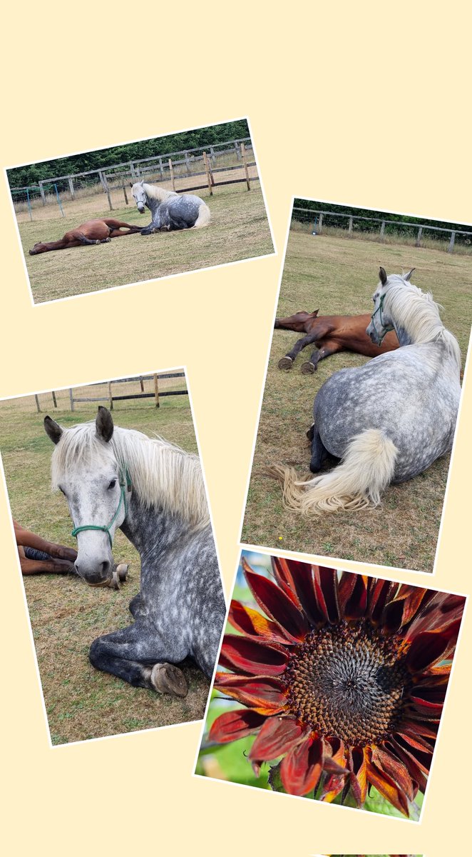 FarmLife_Potton's tweet photo. Sunflowers, Sleeping PRE colt and a lazy connemara pony #toolazy #connemarapony #lifeonasmallholding https://t.co/LbAeEH0eO8