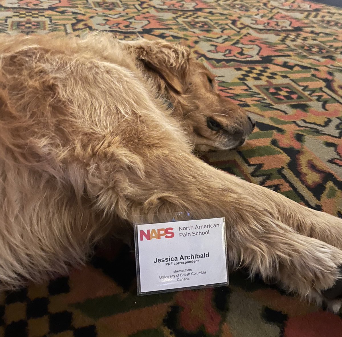 How we’re feeling at <a href="/NAPainSchool/">North American Pain School</a> today.#NoNAPSatNAPS