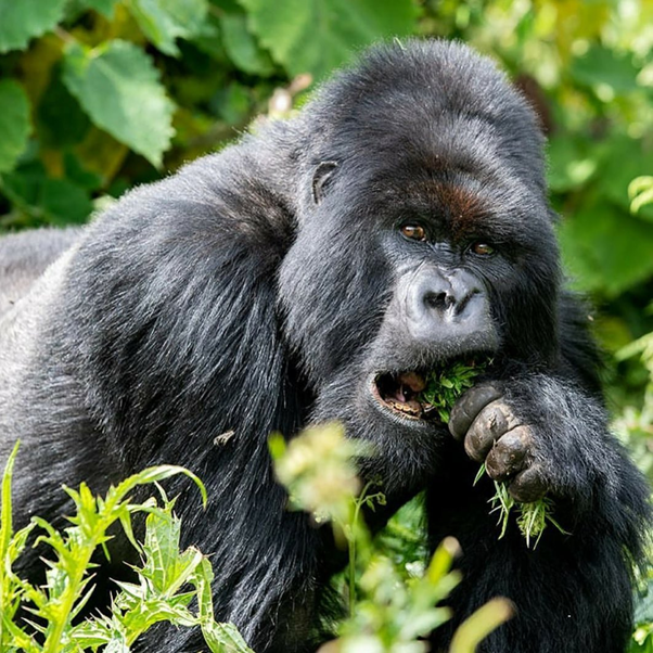 AardowolfA's tweet photo. Have you ever met mountain Gorillas in their natural habitat? This is magical experience, there is no feelings in world like meeting this majestic animals in their kingdom, please put Gorillas Trekking on your Bucket list.
#Visituganda #Gorillatours #Aardwolfafricasafari https://t.co/x9PNTWM13F