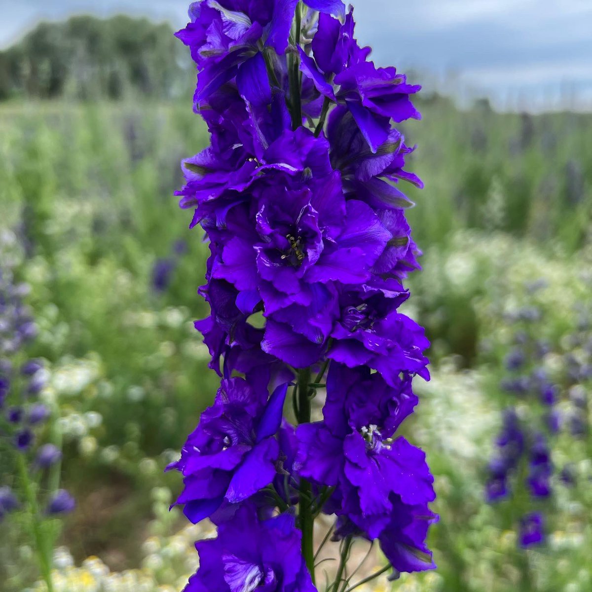 NAYLOR FLOWERS Ltd tweet media