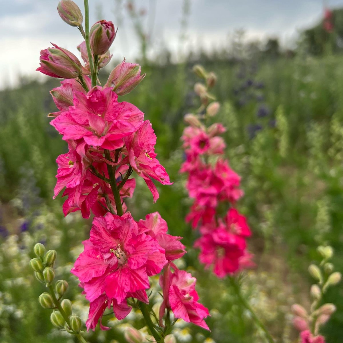 #larkspur season is here!! Did you know these blooms got their name because of the spur-shaped calyx of the flowers? 💐 #britishflowers #seasonalblooms