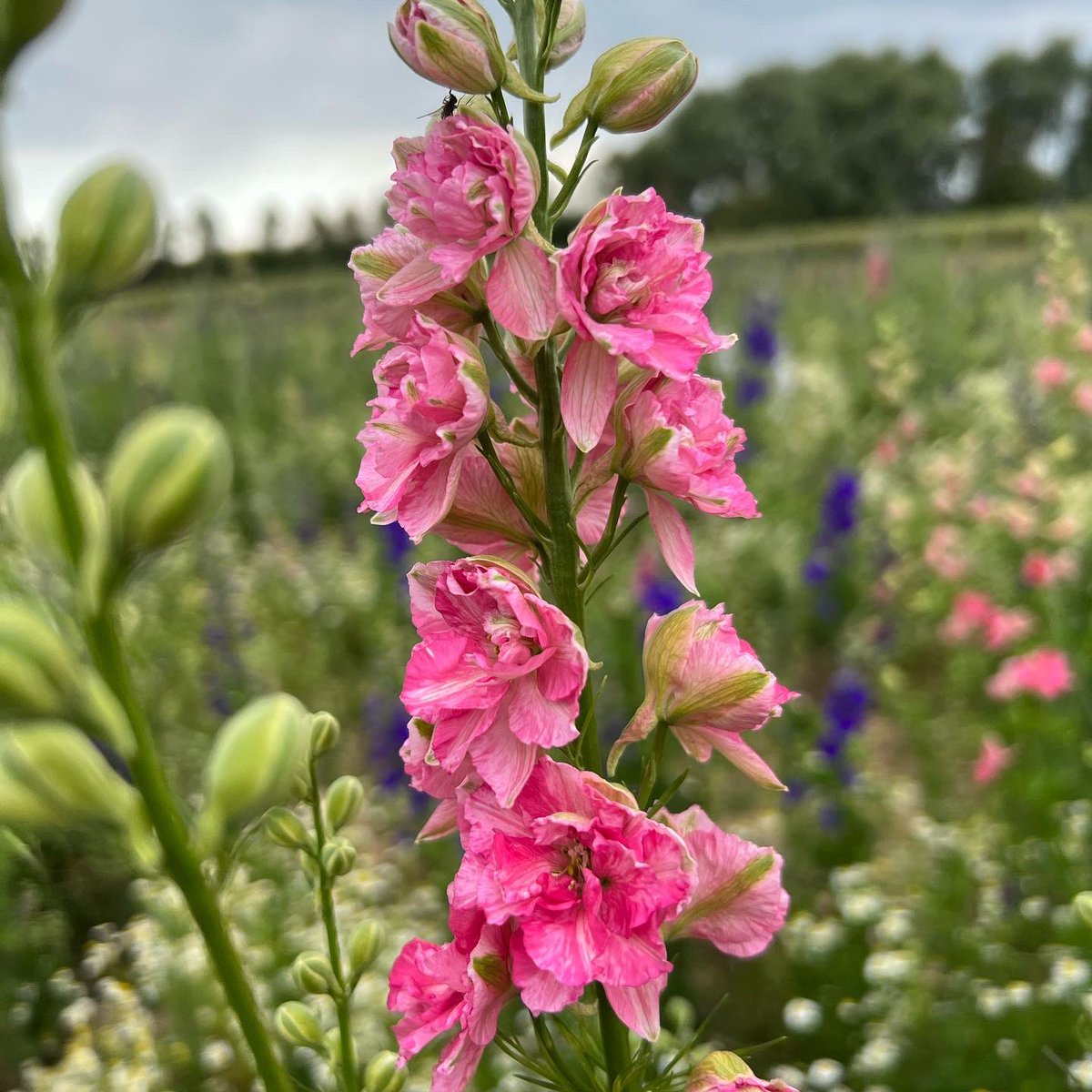 NAYLOR FLOWERS Ltd tweet media