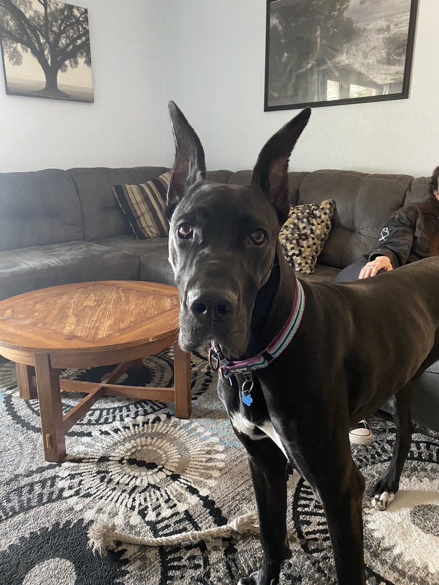 frecklegin's tweet photo. @MorningExp @HLNTV #BestinOURshow This is Kimber. She’s a Great Dane https://t.co/5H0V1iVUJn
