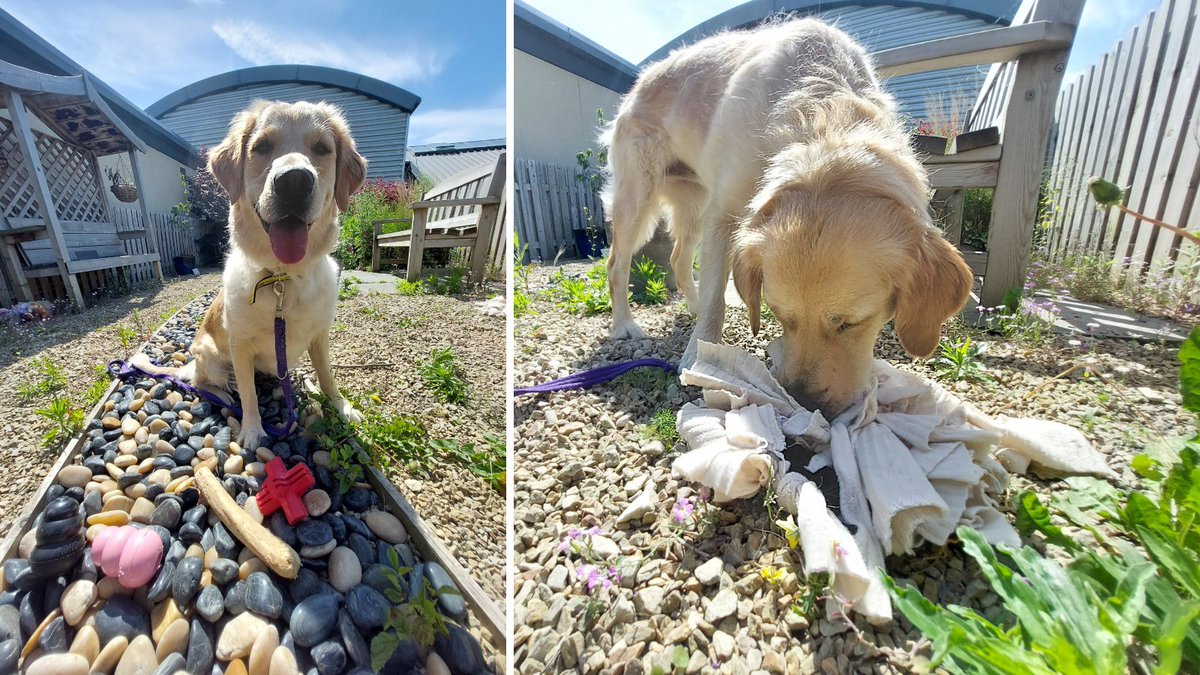 Dogs Trust Ireland tweet media