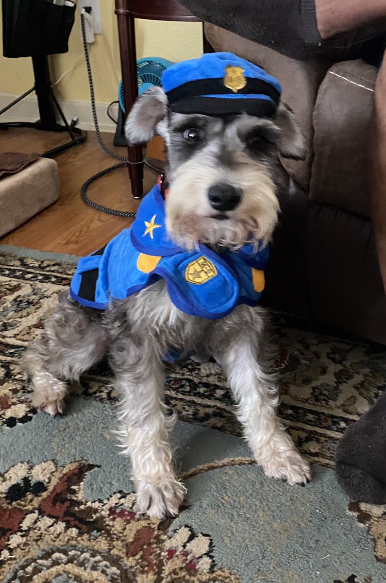 frecklegin's tweet photo. @MorningExp @HLNTV #BestInOURShow This is Ruff. He won first place in the pet contest in town. This love bug is a great friend and stays with me when I have seizures. Not certified as a service dog, but still comforting. https://t.co/HzukXyKRbb