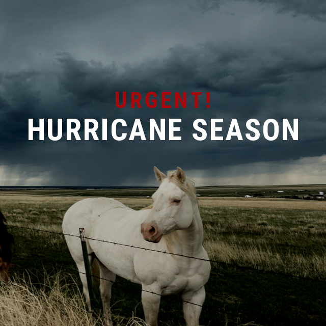 Want to volunteer on our Disaster Response team? Hurricanes are coming to Galveston County, Texas, and we’ll be leading all equine search and rescue efforts. Interested? Contact us office@habitatforhorses.org or click here bit.ly/VolunteerToday….